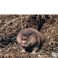 گونه ول حفار ترکمنی Northern Mole-Vole